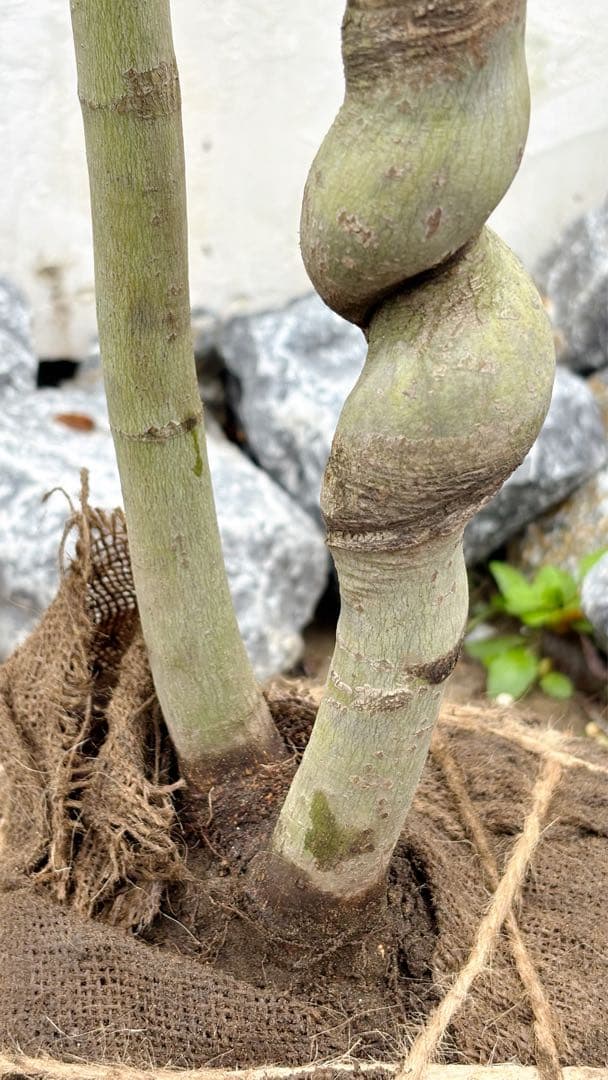 masuma 超逸品。山採りコハウチワカエデ3.5M(鉢底から)