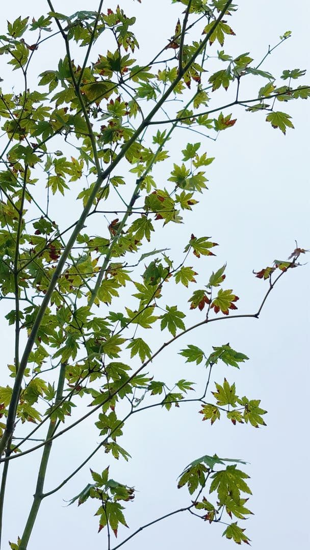 masuma 超逸品。山採りコハウチワカエデ3.5M(鉢底から)