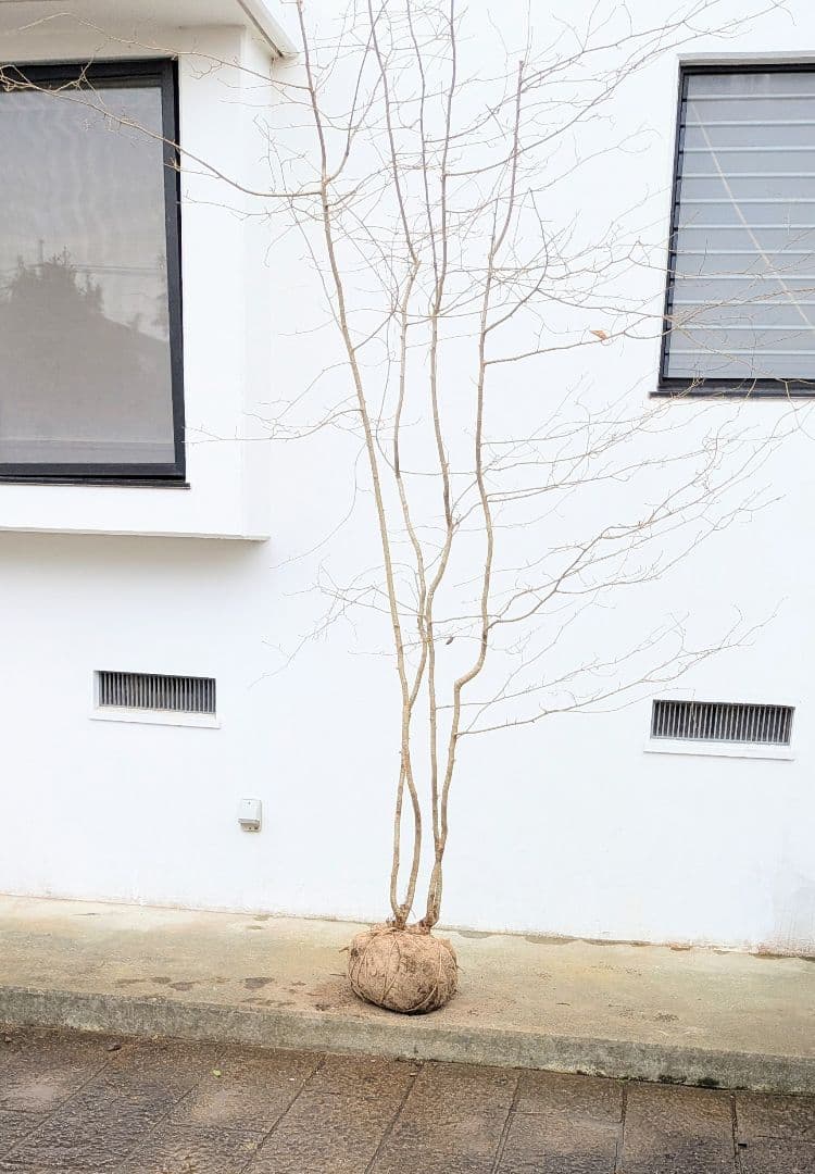 超特大！山採りアズキナシ。