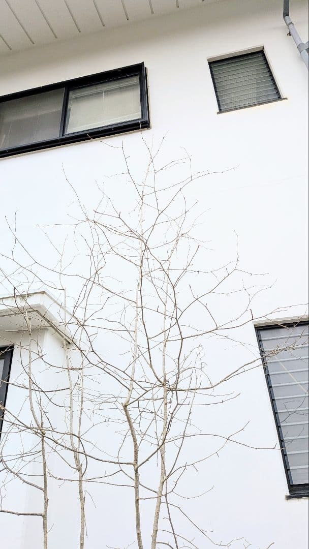 超特大！山採りアズキナシ。