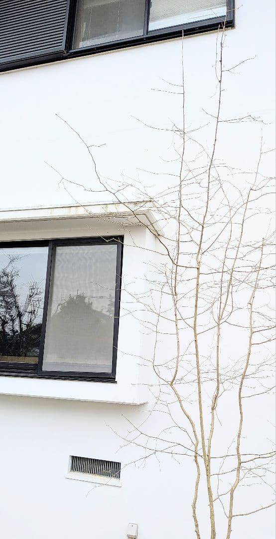 超特大！山採りアズキナシ。