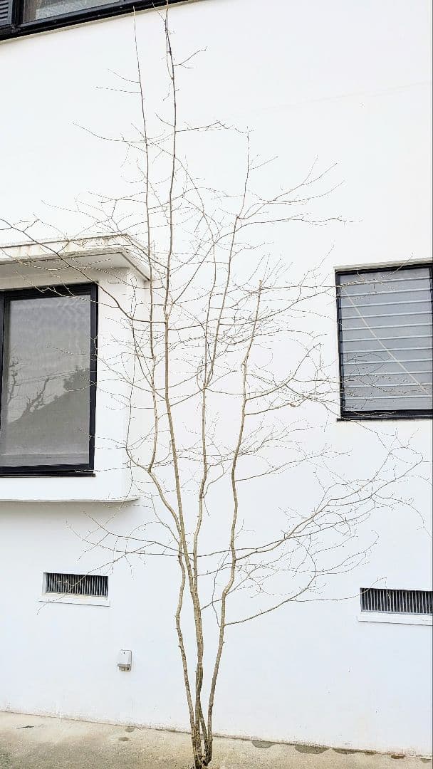 超特大！山採りアズキナシ。