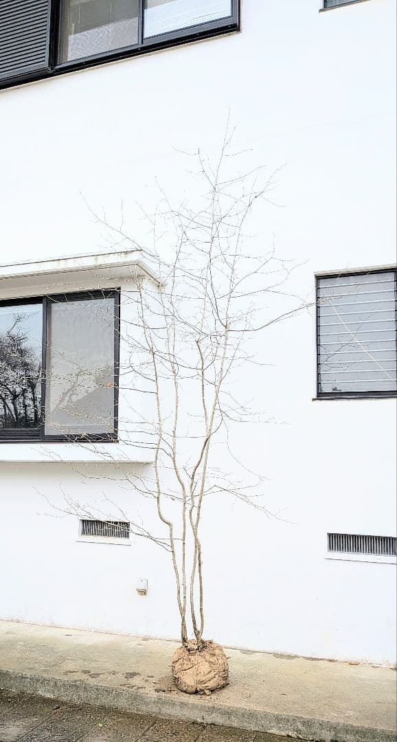 超特大！山採りアズキナシ。