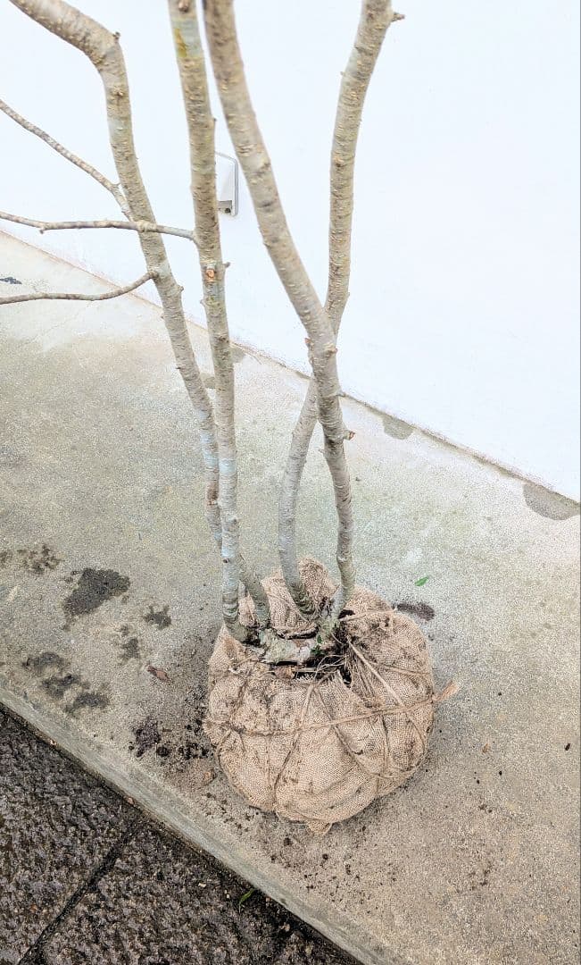 超特大！山採りアズキナシ。