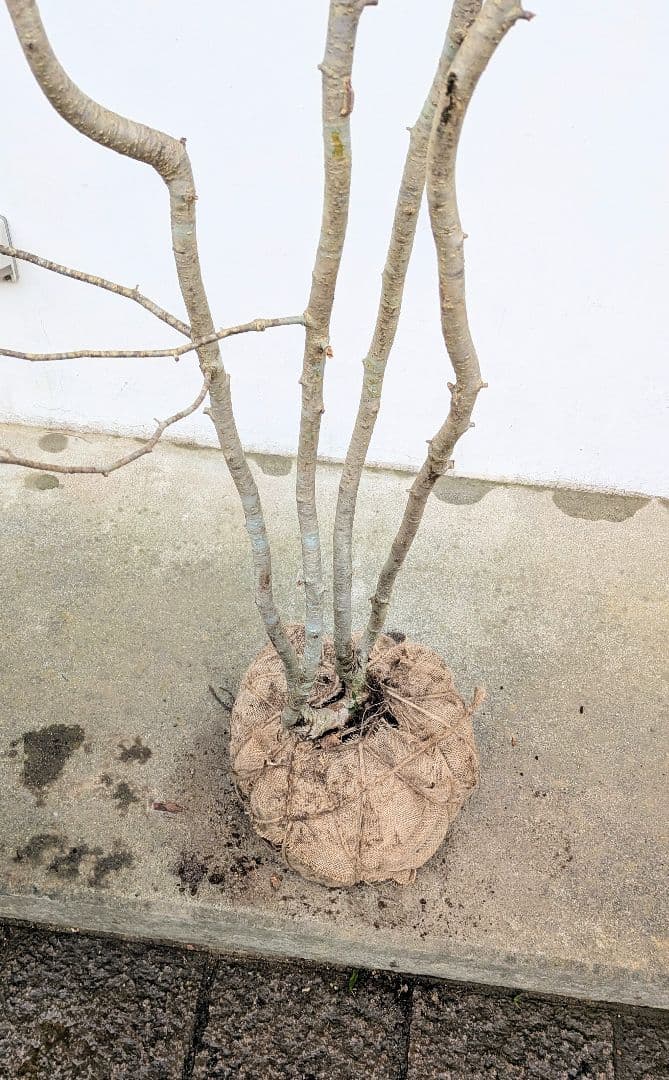 超特大！山採りアズキナシ。