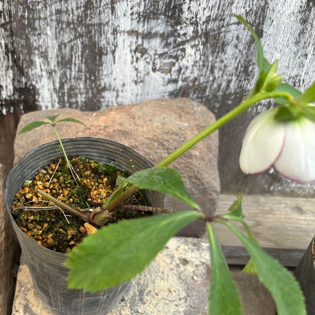 クリスマスローズ 8m34 丸弁セミダブル糸ピコダークネクタリー - メルカリ