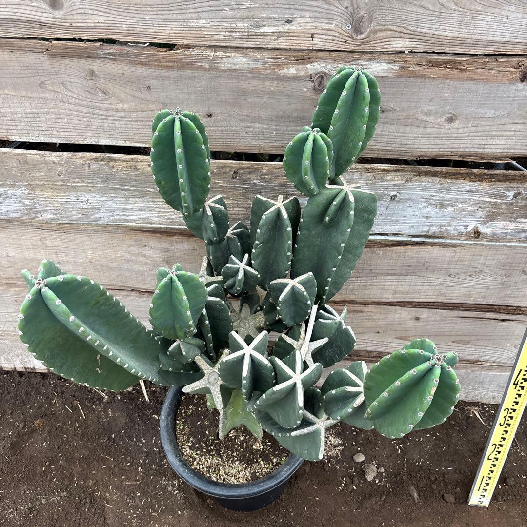 越冬済　柱サボテン　鬼面角　発根　ウチワサボテン　ドライガーデン　ブランチ　蘇轍