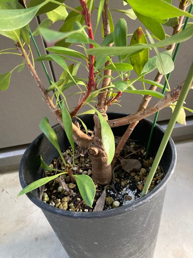 大株　プロテア　リトルプリンス