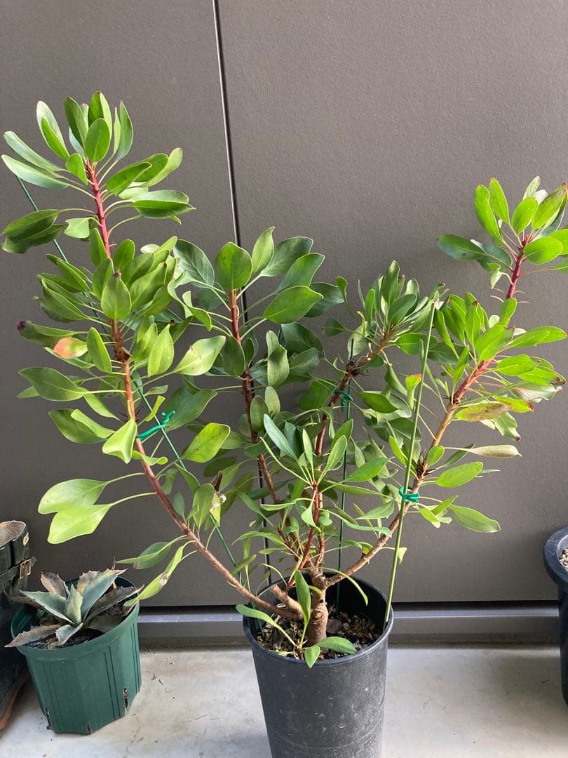 大株　プロテア　リトルプリンス