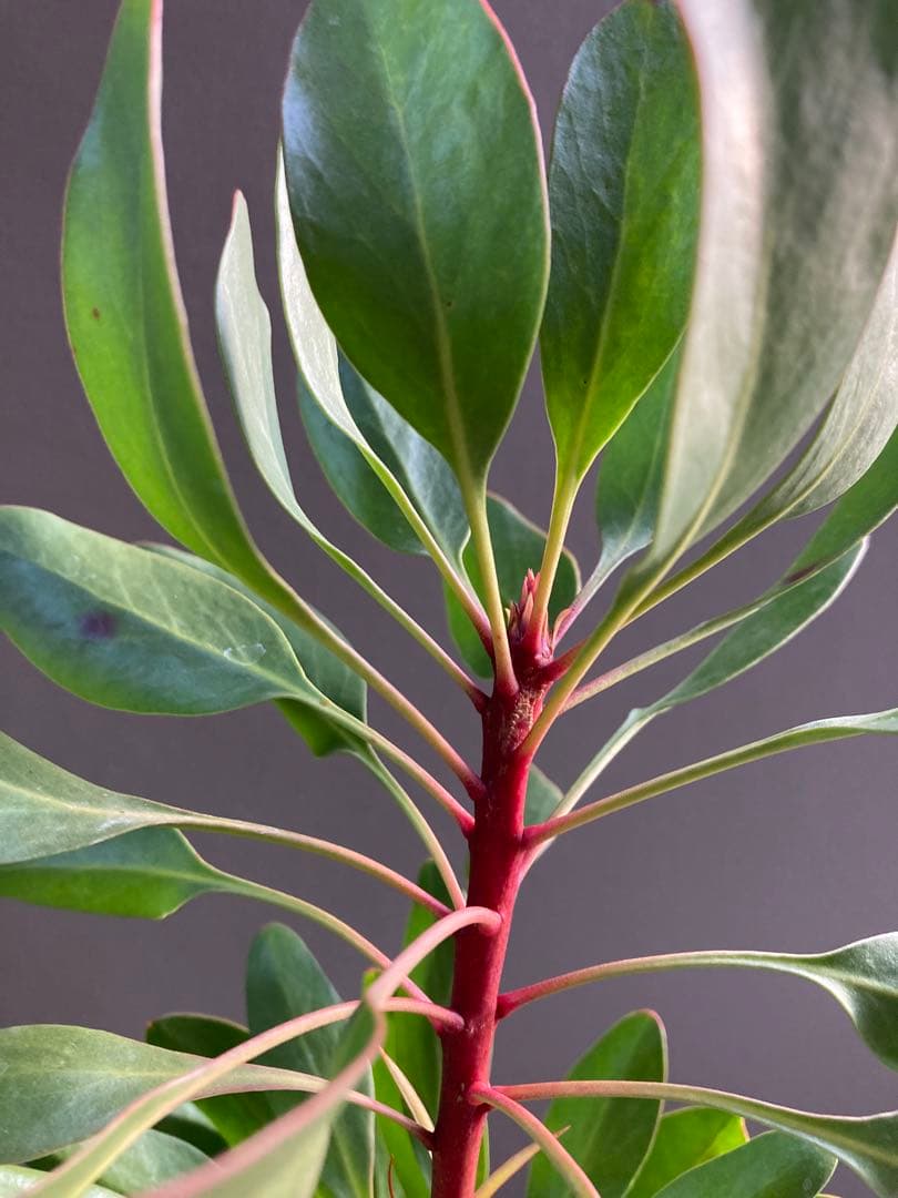 大株　プロテア　リトルプリンス