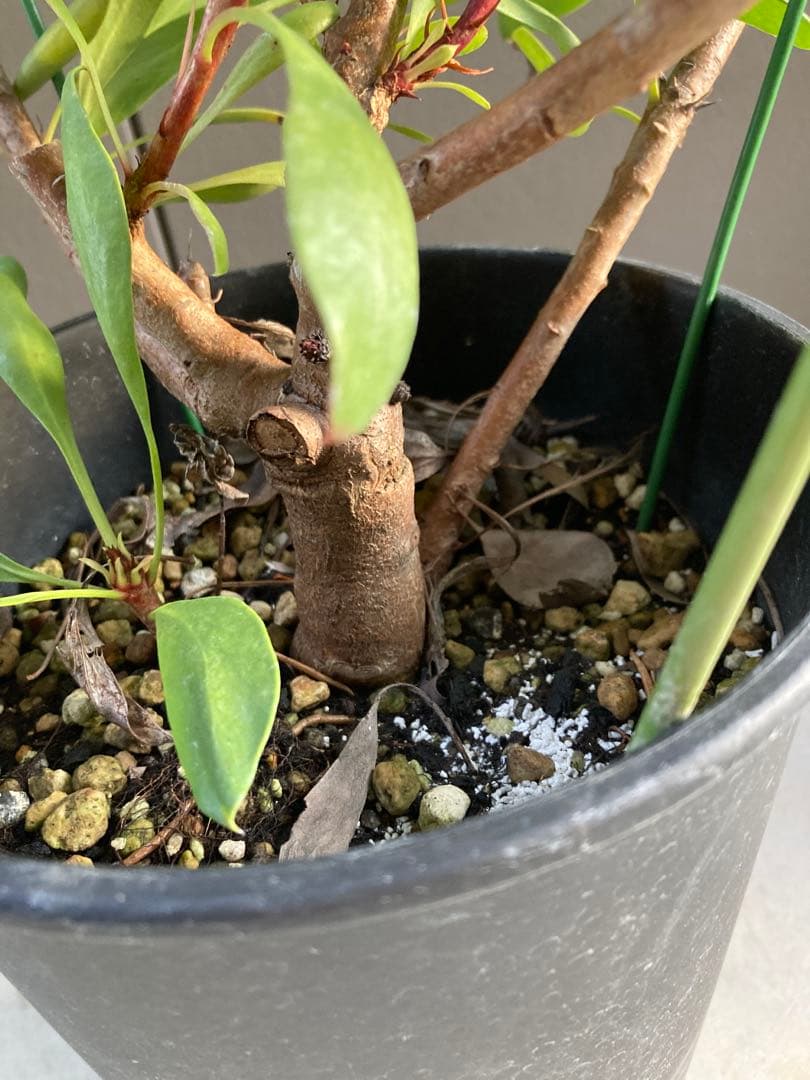 大株　プロテア　リトルプリンス