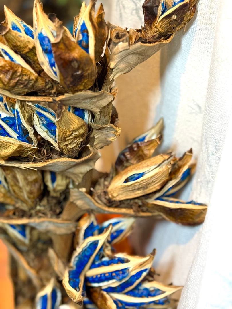 107 旅人の木 期間限定割引 逸品 今季宮古島産10房 - メルカリ