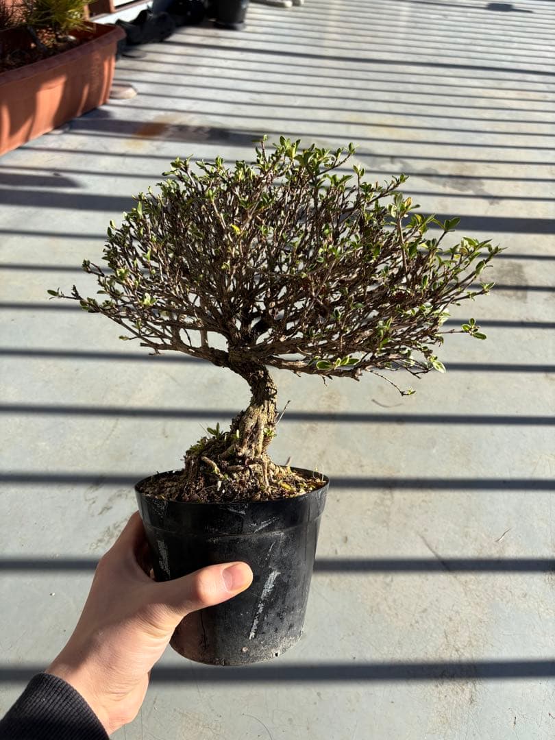 ハクチョウゲ 根上がり