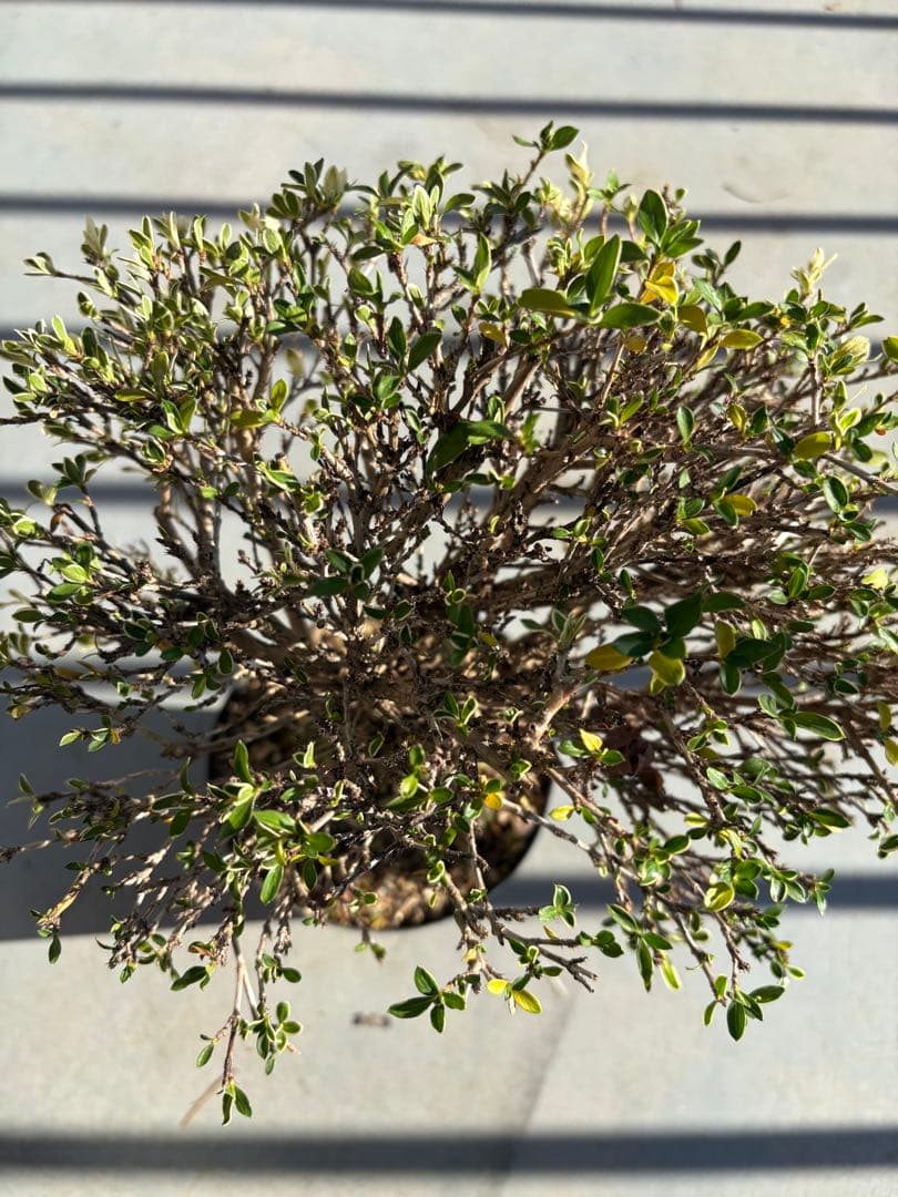 ハクチョウゲ 根上がり