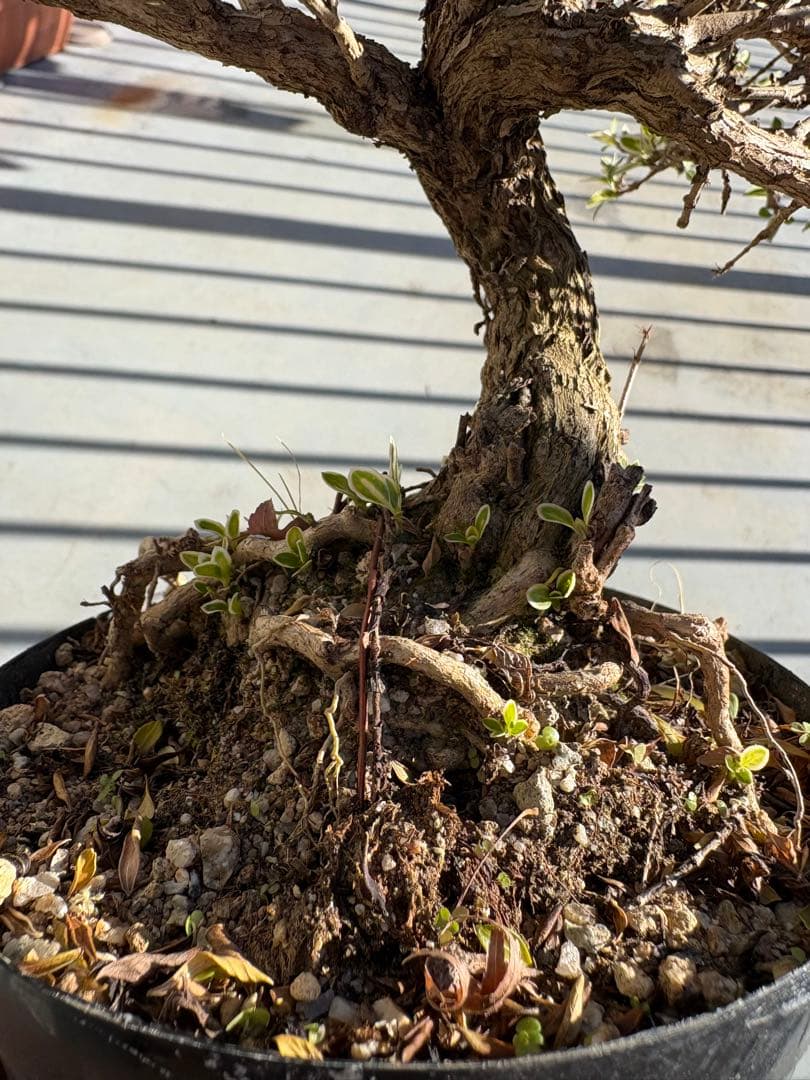 ハクチョウゲ 根上がり