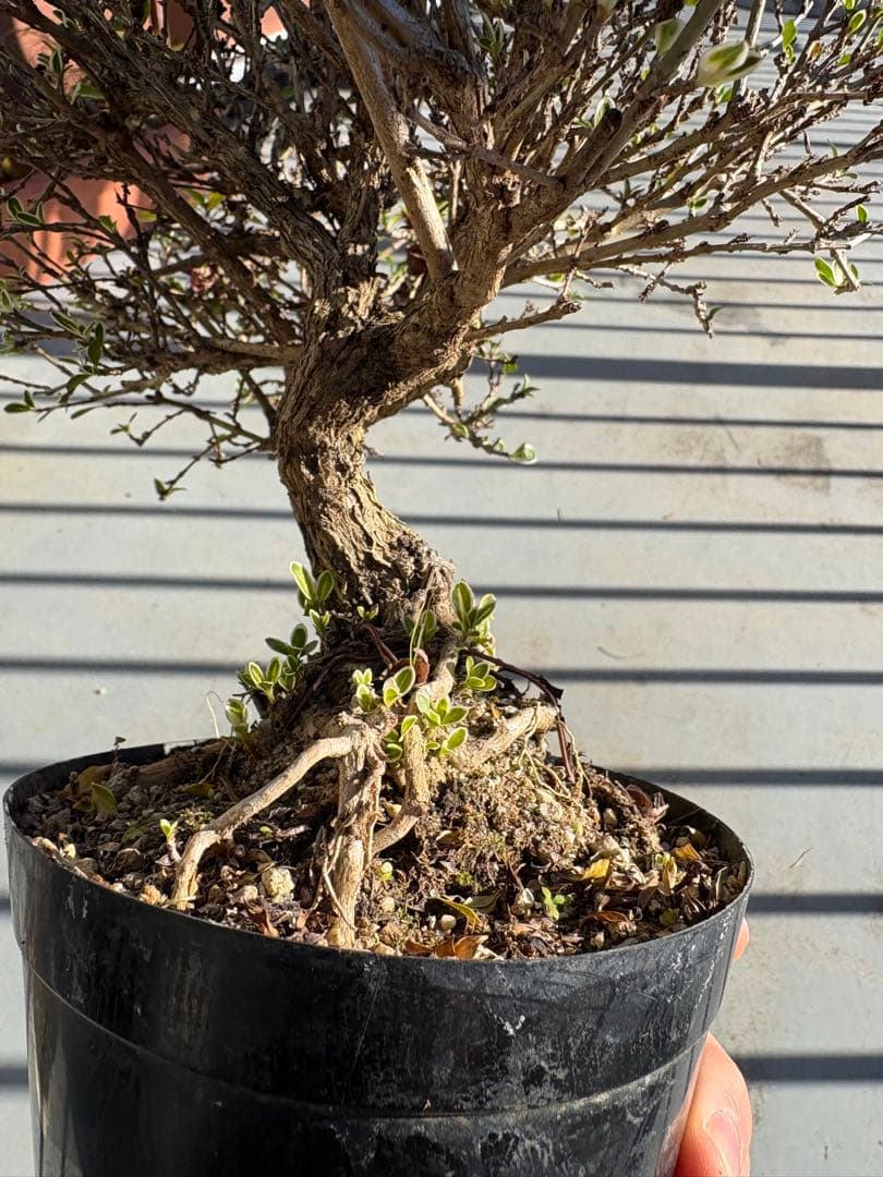 ハクチョウゲ 根上がり