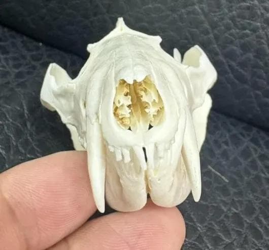 高品質 オポッサムの頭骨 ★ M サイズ