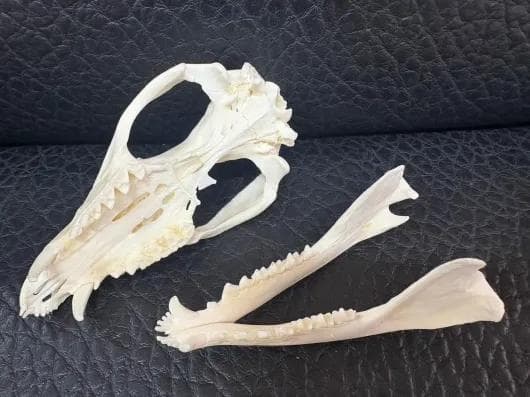 高品質 オポッサムの頭骨 ★ M サイズ