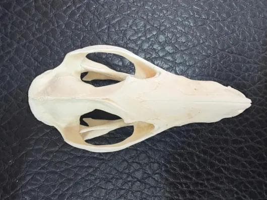 高品質 オポッサムの頭骨 ★ M サイズ