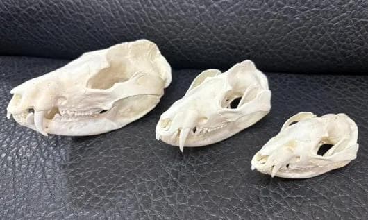 高品質 オポッサムの頭骨 ★ M サイズ