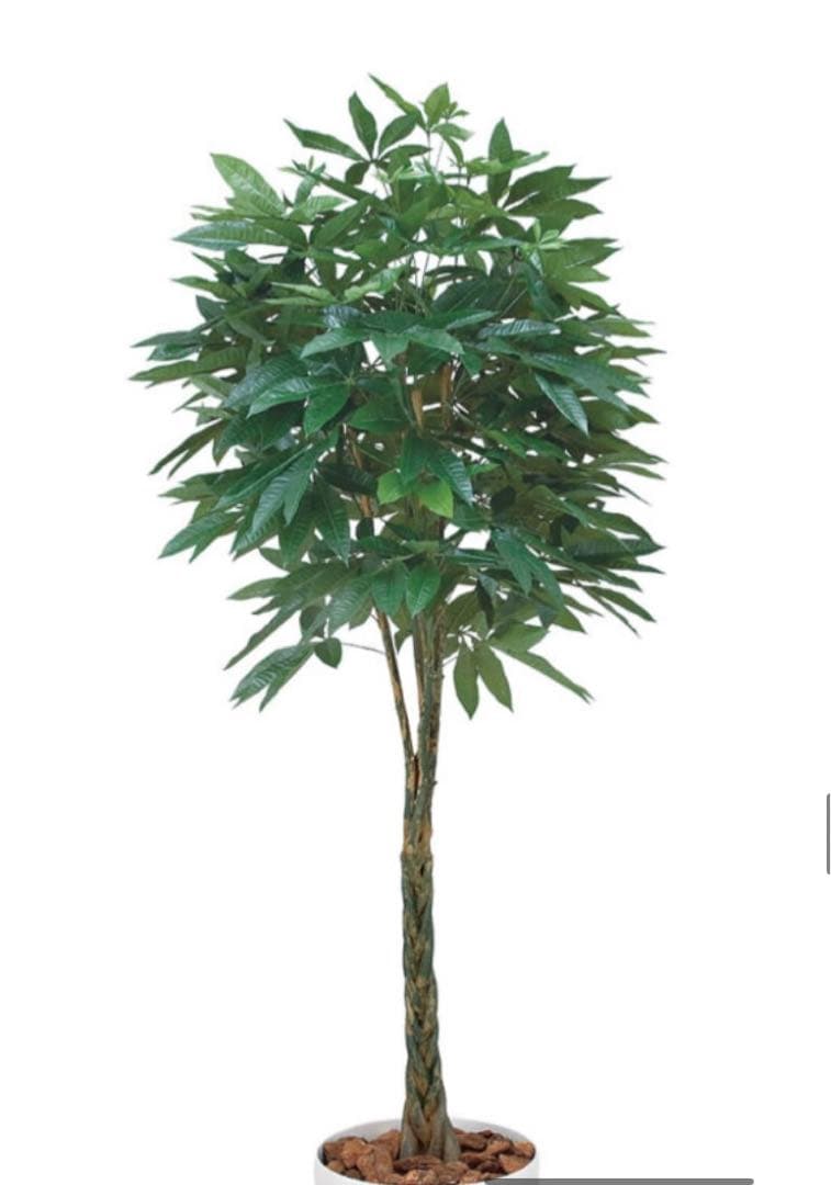 光触媒　人工観葉植物　ウォールグリーン　フェイクグリーン　パキラ 2.0m