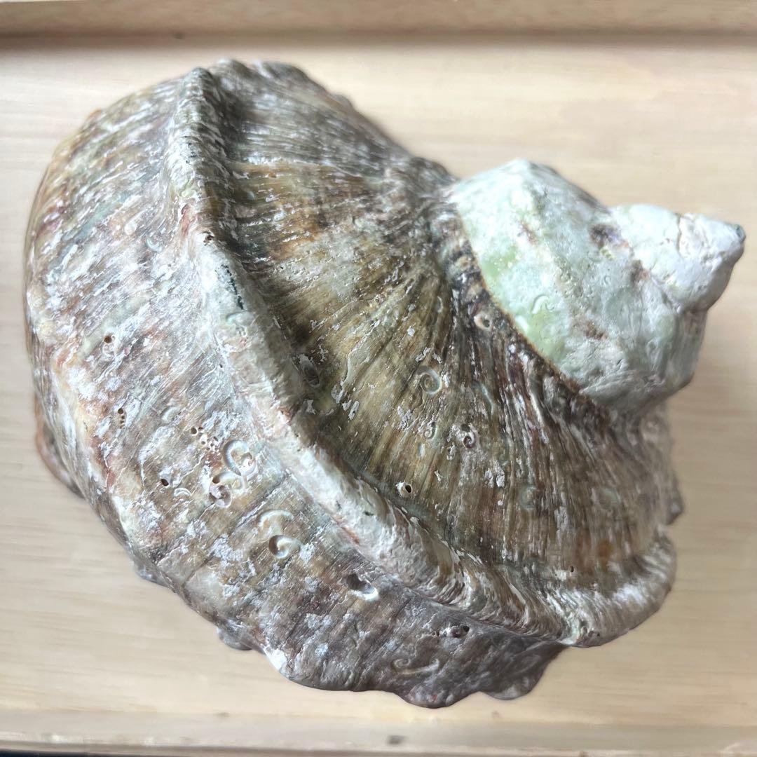 夜光貝 ヤコウガイ 貝殻 標本 天然貝 アクセサリー 約836g - メルカリ