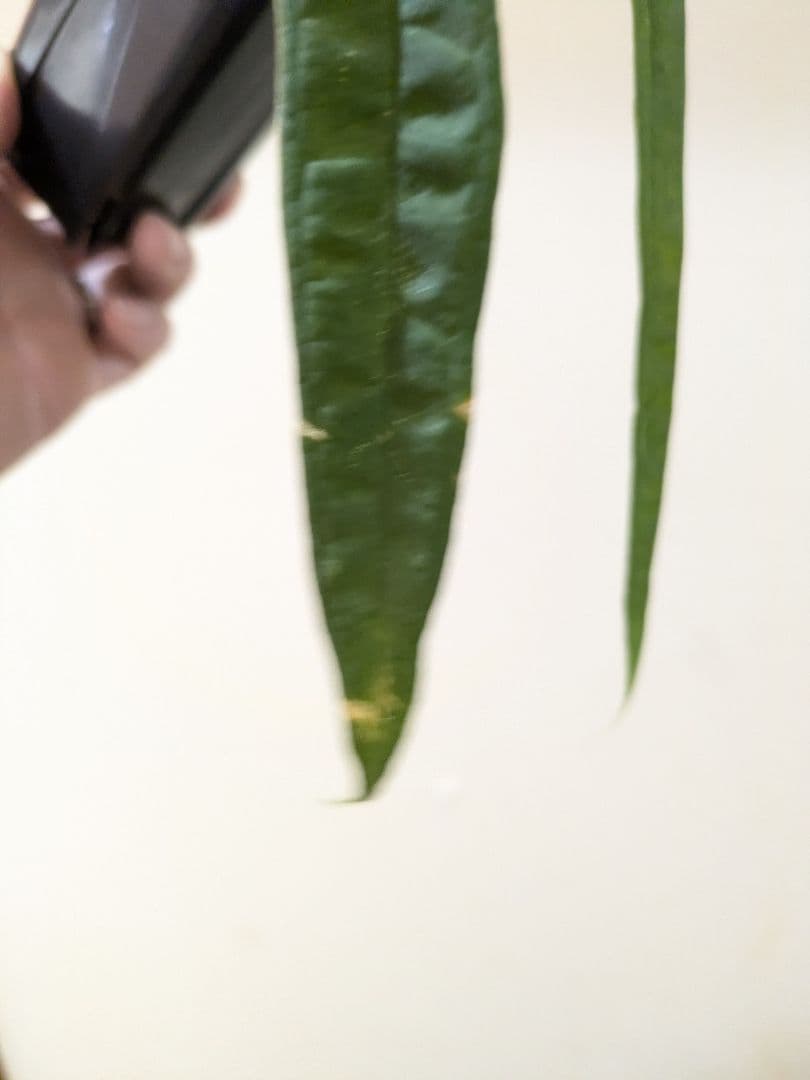 Anthurium lutheri アンスリウム 原種 ルテリー