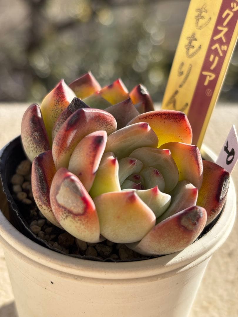 ２０　訳あり　多肉　ももりん　ミックスベリア　おらいさん苗　検) 青札　ざわわ