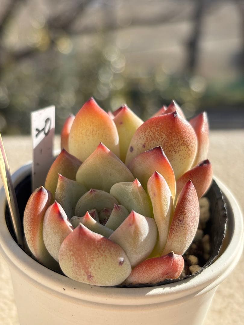 ２０　訳あり　多肉　ももりん　ミックスベリア　おらいさん苗　検) 青札　ざわわ