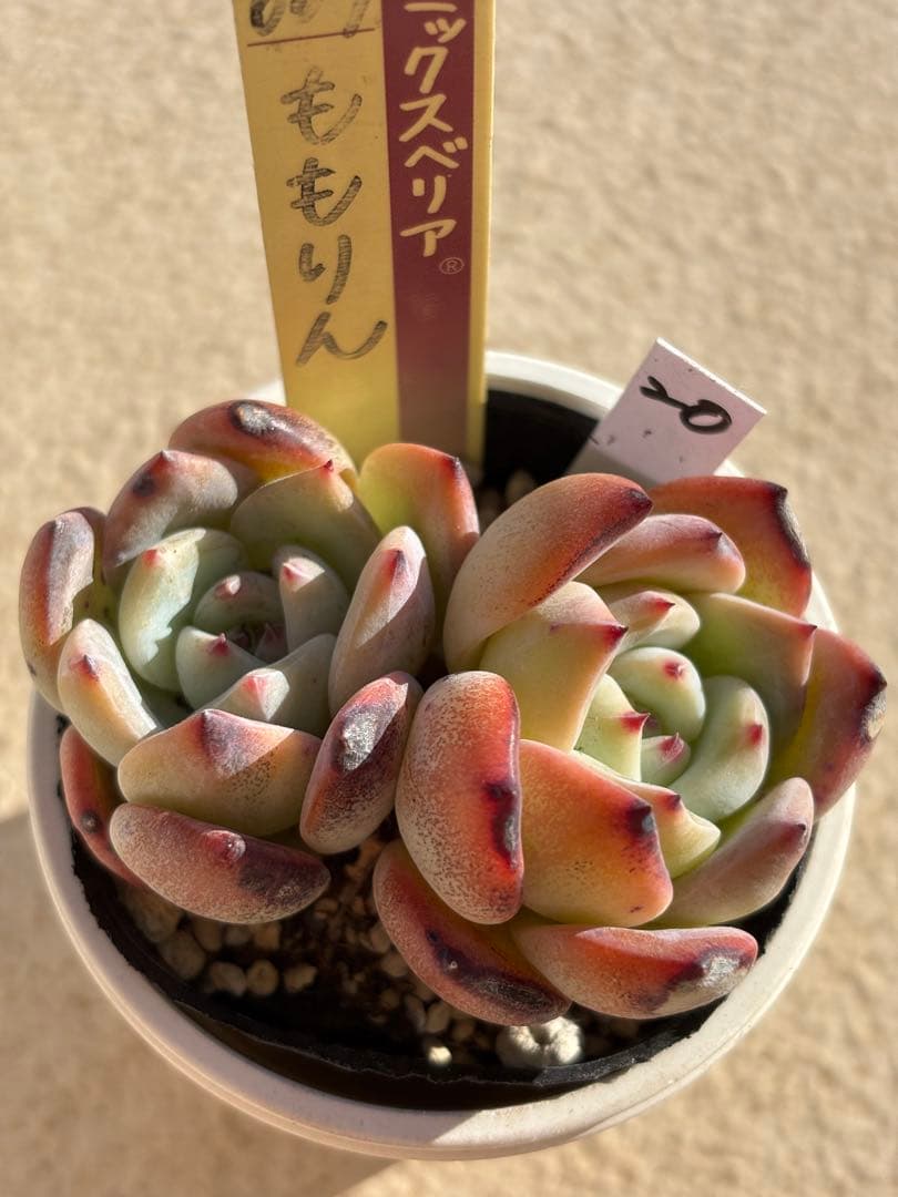 ２０　訳あり　多肉　ももりん　ミックスベリア　おらいさん苗　検) 青札　ざわわ