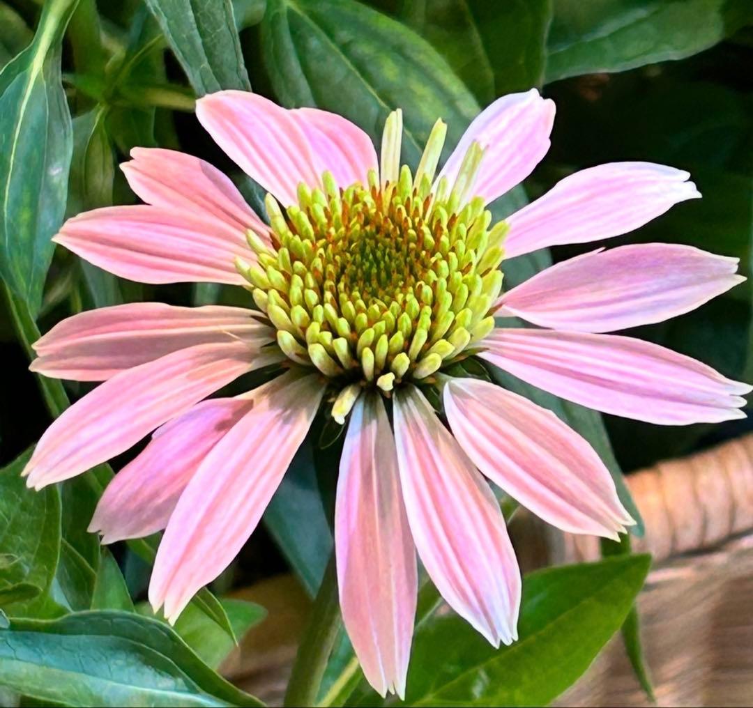 ✿Dom❤Mia✿プロフ必読✿様 リクエスト おまとめ8苗 - メルカリ