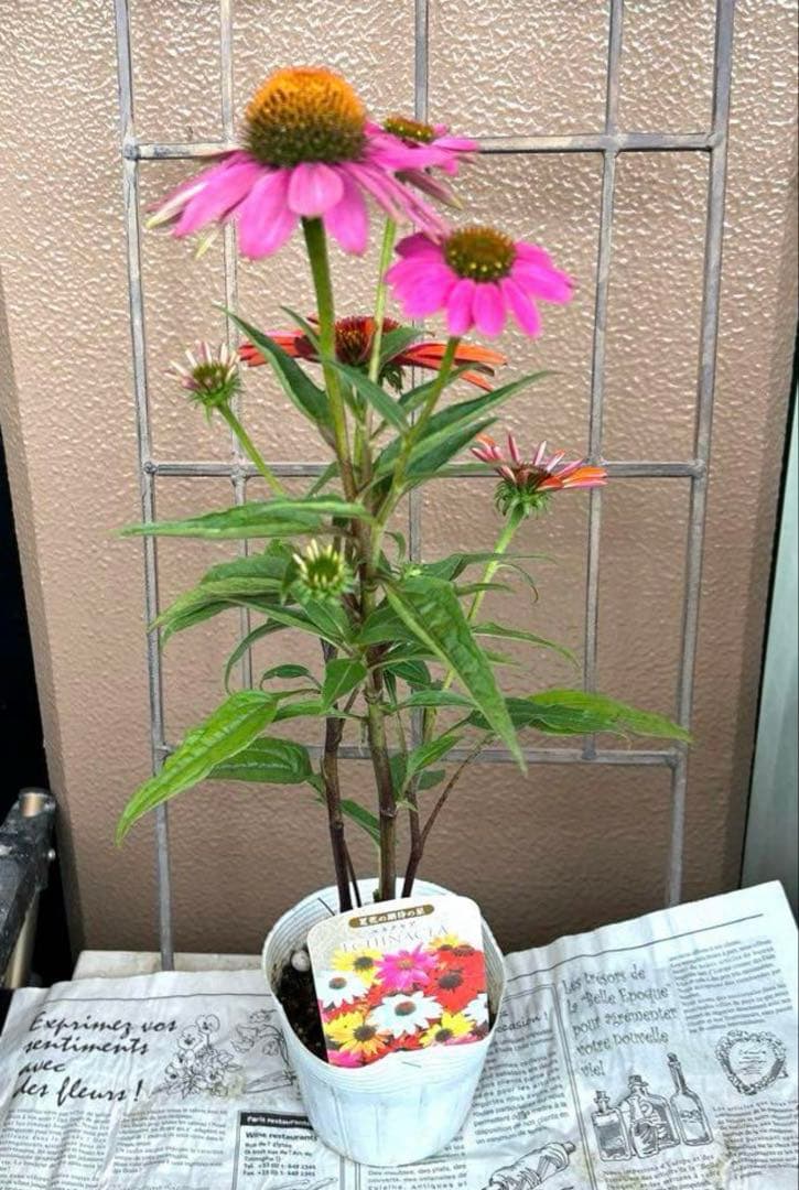 ✿Dom❤Mia✿プロフ必読✿様 リクエスト おまとめ8苗 - メルカリ