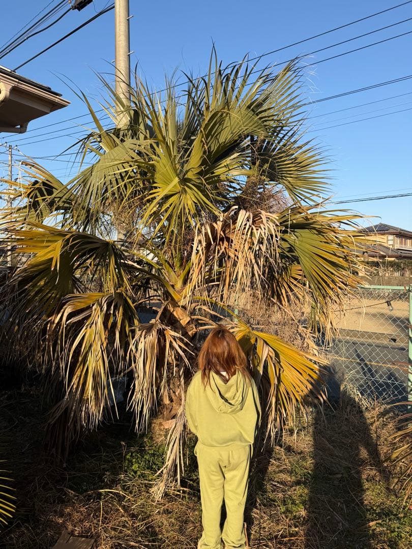 サバルヤシ　幹2m 葉先まで4m越