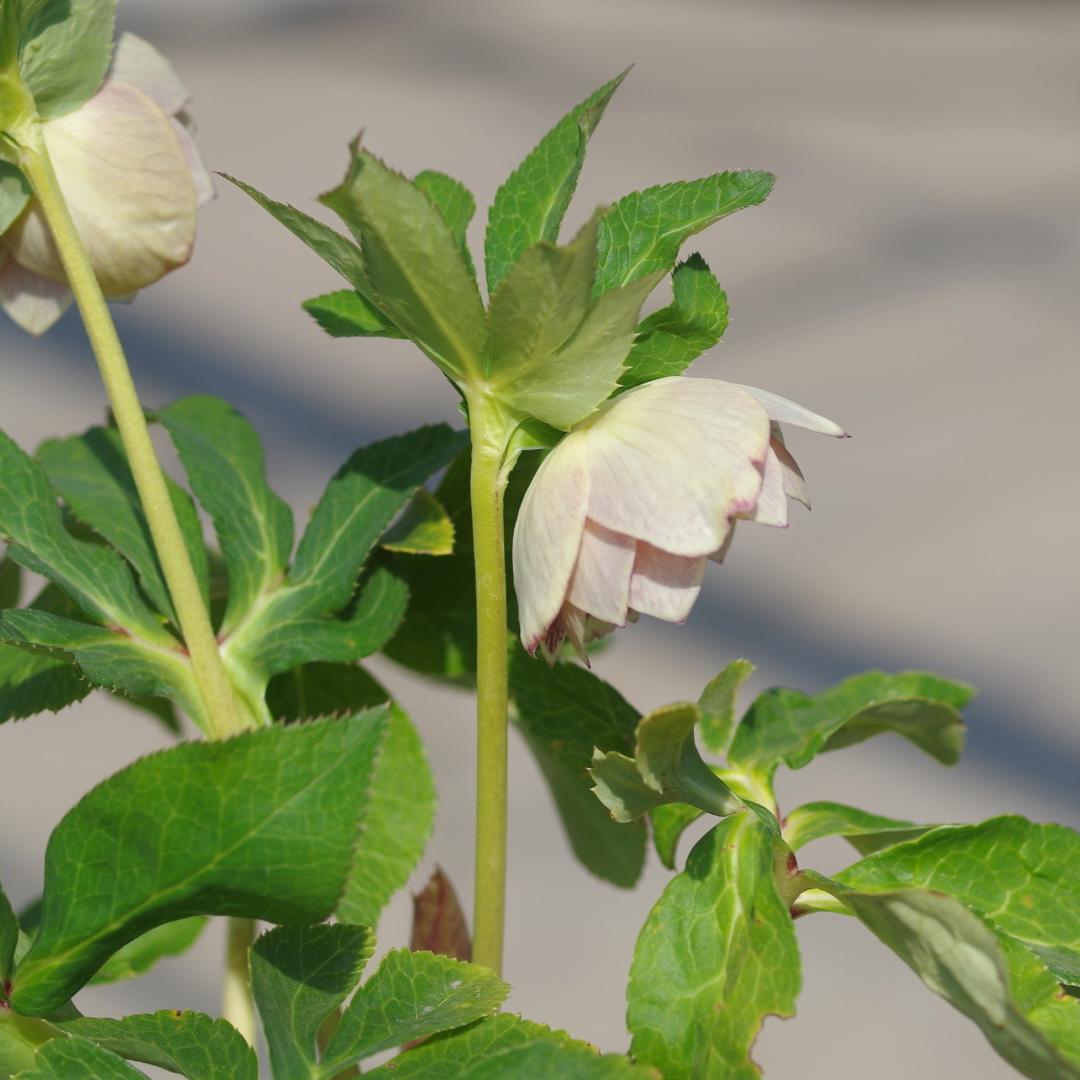 5668 認定 エクリプス クリスマスローズ開花 加藤農園 - メルカリ