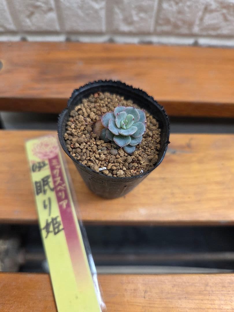 ミックスベリア 眠り姫 - メルカリ