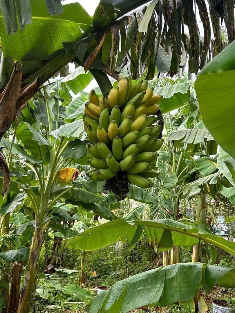 至福◆205㎝巨大苗◆ドワーフ・ゴールドバナナ◆濃厚芳醇で木熟OK、低木、耐寒強