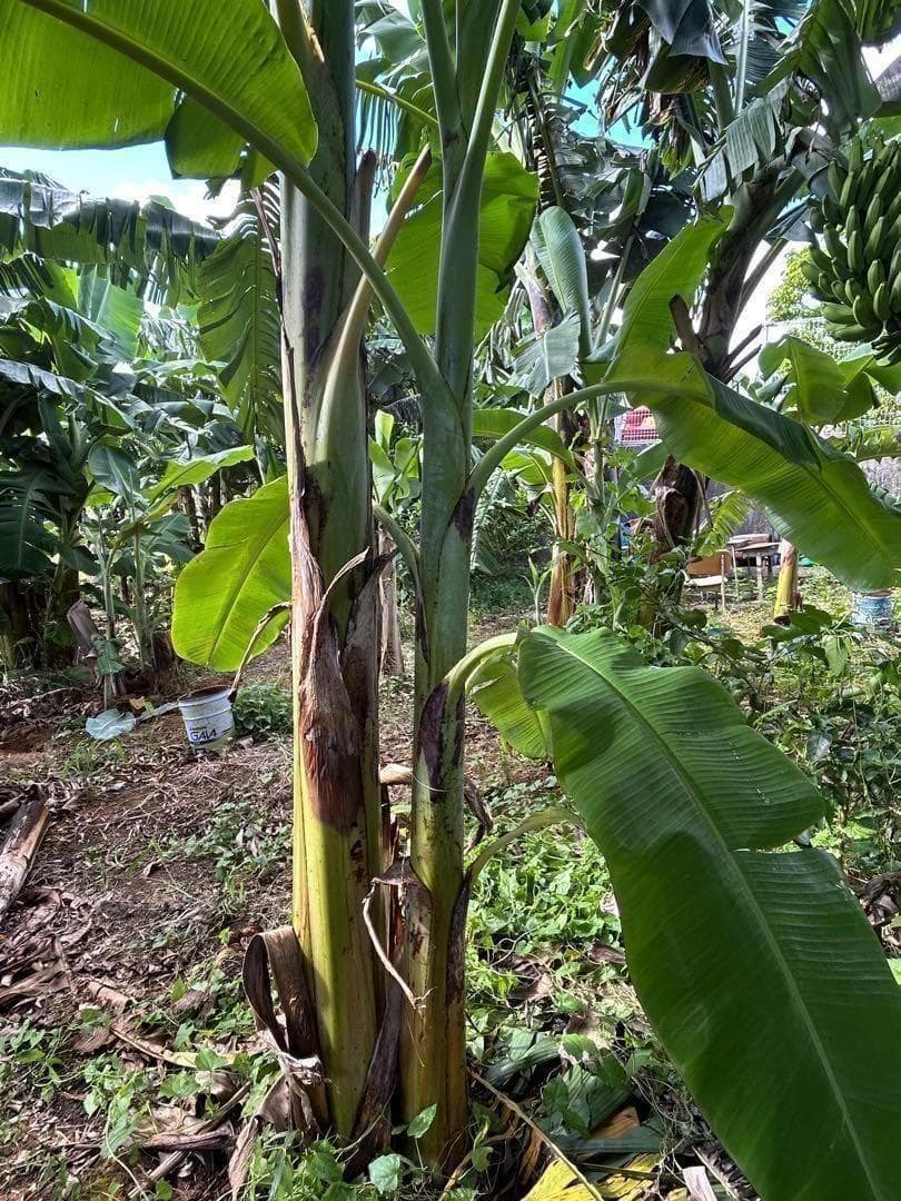 至福◆205㎝巨大苗◆ドワーフ・ゴールドバナナ◆濃厚芳醇で木熟OK、低木、耐寒強