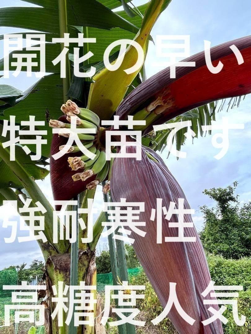 至福◆205㎝巨大苗◆ドワーフ・ゴールドバナナ◆濃厚芳醇で木熟OK、低木、耐寒強