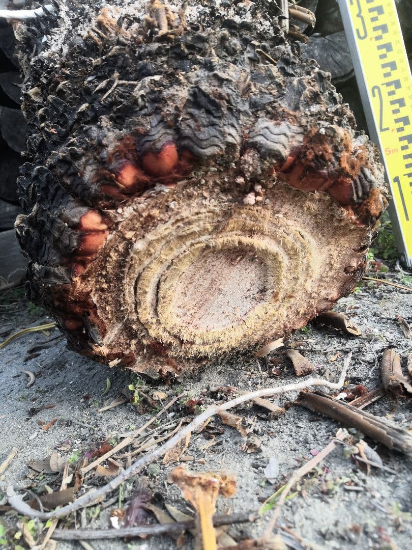 ソテツ 蘇鉄 胴切り 直径25cm前後 - メルカリ