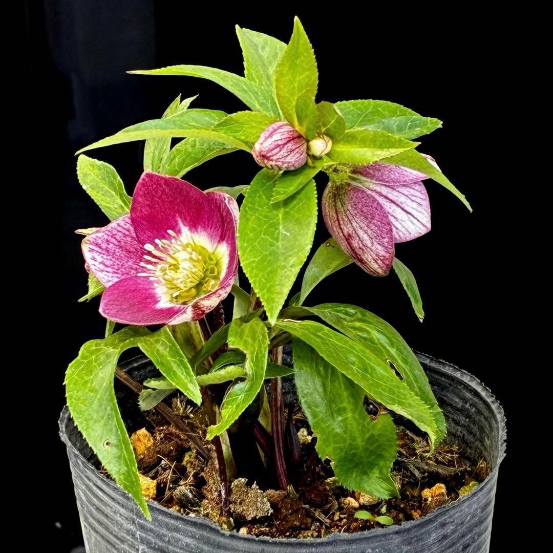 3660☘️タグ付☘️プチドール⭐️小輪⭐️鮮ピンク⭐️底白抜け