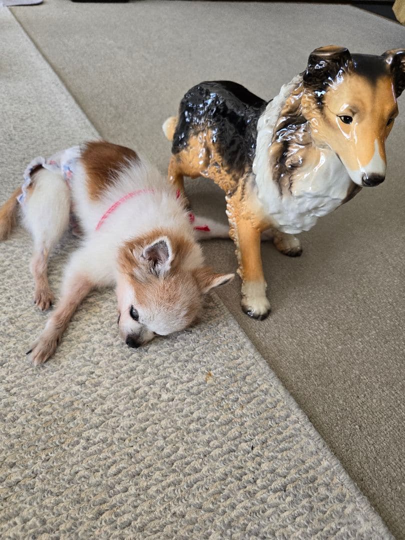 シェルティ　置物　陶器　高級舶来品　コリー　名犬ラッシー