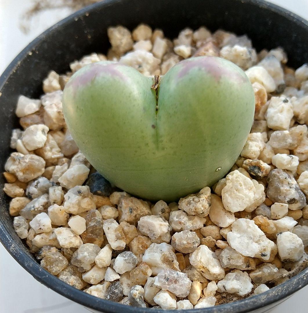 コノフィツム “Momowaremusume”