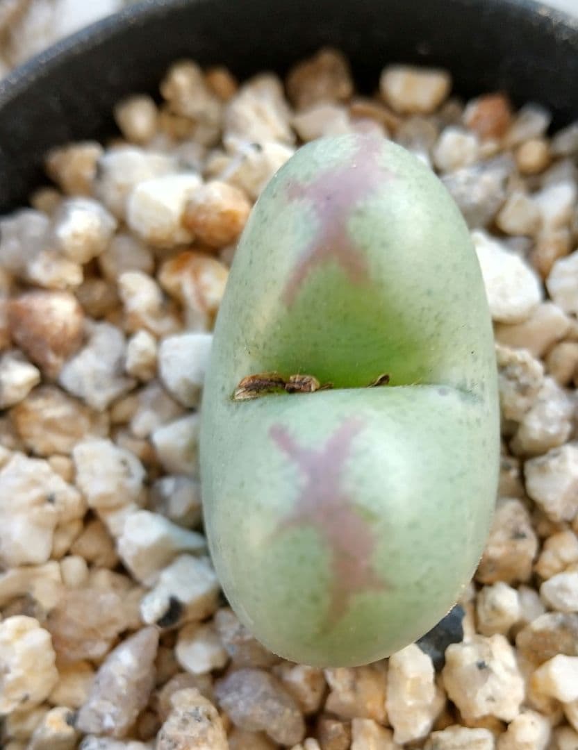 コノフィツム “Momowaremusume”