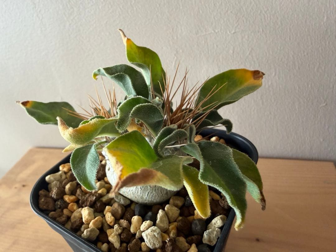 パキポディウム　ナマクアナム　光堂　二頭　実生株