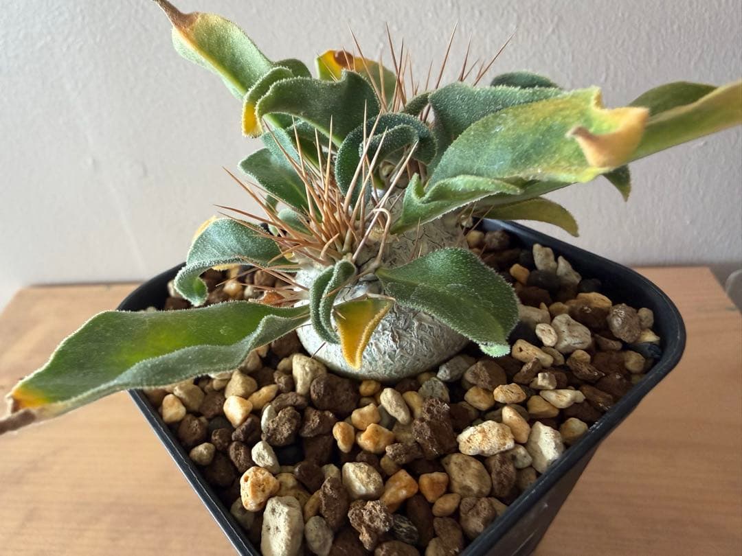 パキポディウム　ナマクアナム　光堂　二頭　実生株