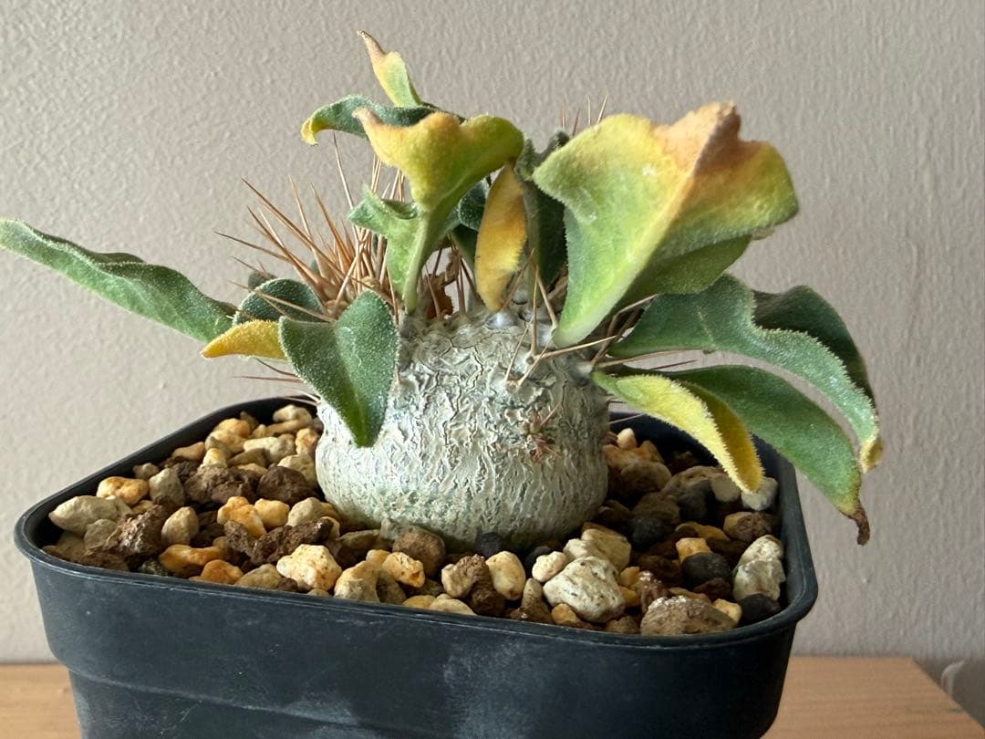 パキポディウム　ナマクアナム　光堂　二頭　実生株