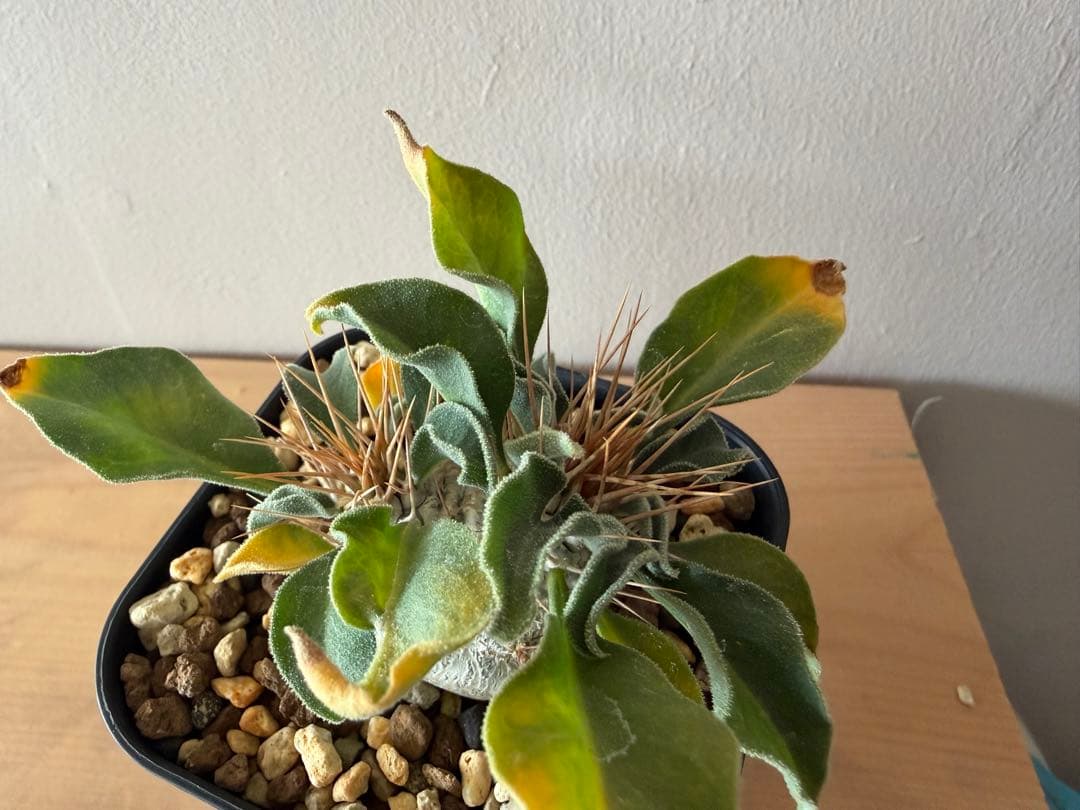 パキポディウム　ナマクアナム　光堂　二頭　実生株