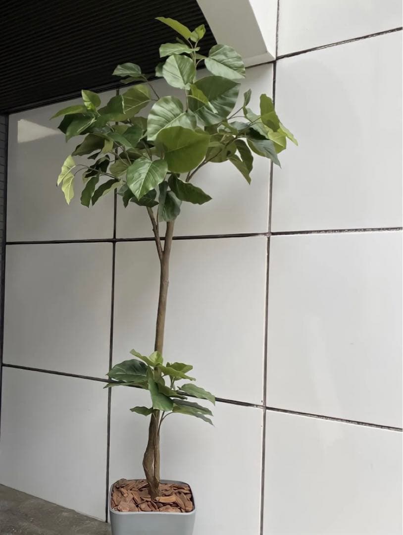 光触媒　人工観葉植物　ウォールグリーン　フェイクグリーン　ウンベラータ200@