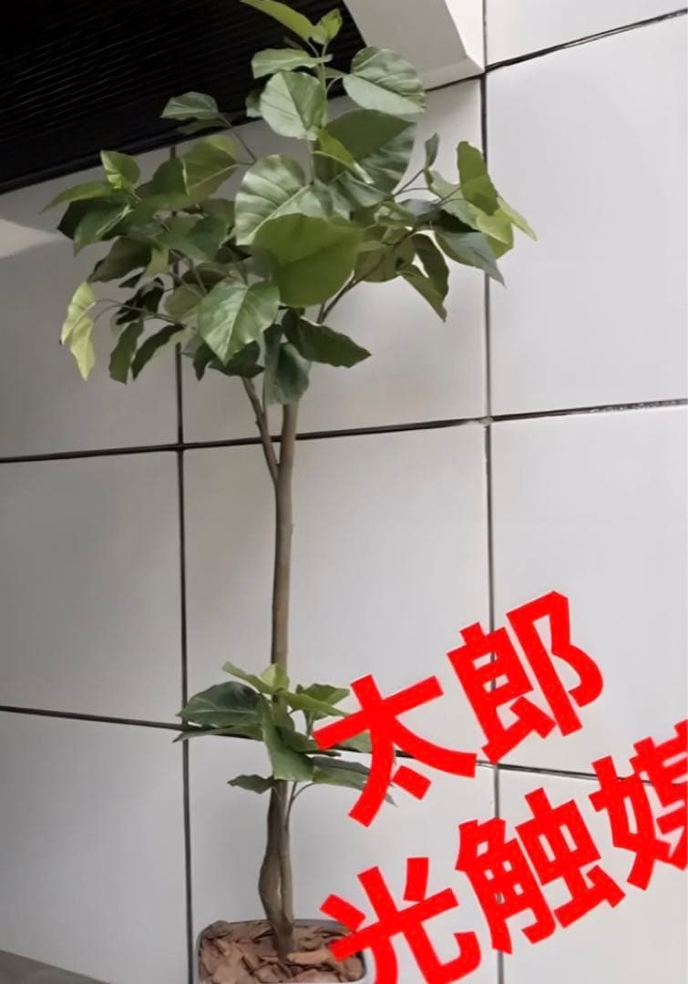 光触媒　人工観葉植物　ウォールグリーン　フェイクグリーン　ウンベラータ200@