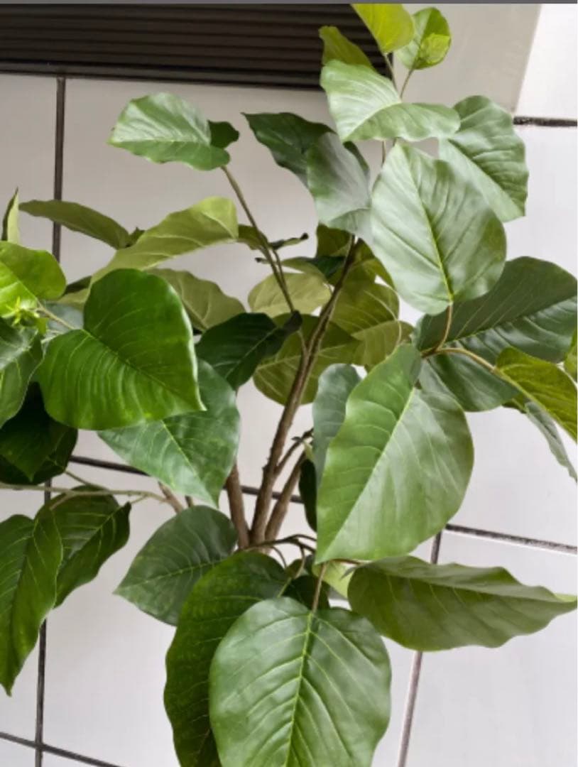 光触媒　人工観葉植物　ウォールグリーン　フェイクグリーン　ウンベラータ200@